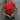 Bonkerscorner_Red_polyamide_ fitted_tshirt5