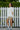 Coastal Stripe Oversized T-shirt - BonkersCorner